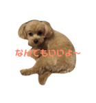 愛犬きなこちゃん（個別スタンプ：7）