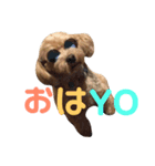 愛犬きなこちゃん（個別スタンプ：8）