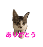 こっちゃんず（個別スタンプ：1）