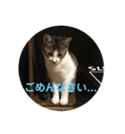 こっちゃんず（個別スタンプ：4）