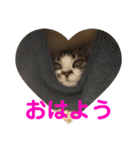 こっちゃんず（個別スタンプ：5）