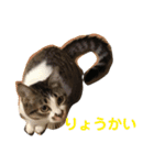こっちゃんず（個別スタンプ：6）