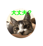 こっちゃんず（個別スタンプ：12）