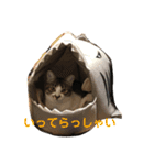 こっちゃんず（個別スタンプ：13）