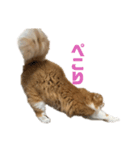 肉太朗くん（個別スタンプ：3）