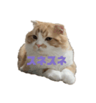 肉太朗くん（個別スタンプ：7）