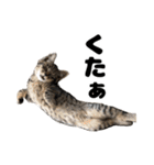 キジトラのとらちゃん（個別スタンプ：1）