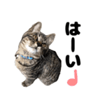 キジトラのとらちゃん（個別スタンプ：3）
