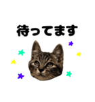 キジトラのとらちゃん（個別スタンプ：4）
