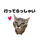 キジトラのとらちゃん（個別スタンプ：5）