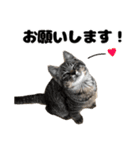 キジトラのとらちゃん（個別スタンプ：9）