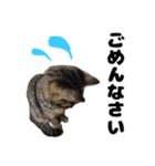 キジトラのとらちゃん（個別スタンプ：13）
