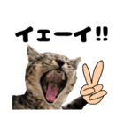 キジトラのとらちゃん（個別スタンプ：16）