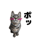 キジトラのとらちゃん（個別スタンプ：17）