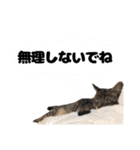 キジトラのとらちゃん（個別スタンプ：20）