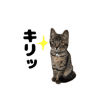 キジトラのとらちゃん（個別スタンプ：26）