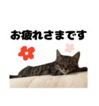 キジトラのとらちゃん（個別スタンプ：31）