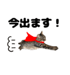キジトラのとらちゃん（個別スタンプ：32）