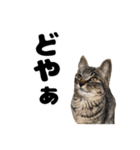 キジトラのとらちゃん（個別スタンプ：35）