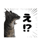 キジトラのとらちゃん（個別スタンプ：36）