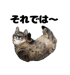 キジトラのとらちゃん（個別スタンプ：37）