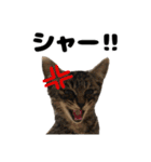 キジトラのとらちゃん（個別スタンプ：40）