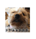 我が家のヨークシャテリアを愛でるスタンプ（個別スタンプ：11）