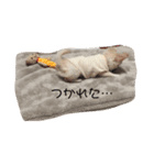 ちろさん☆スタンプ①（個別スタンプ：7）