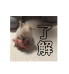 ちろさん☆スタンプ①（個別スタンプ：11）