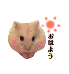 日常ハムスター（個別スタンプ：1）