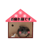 日常ハムスター（個別スタンプ：9）