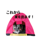 日常ハムスター（個別スタンプ：11）