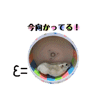 日常ハムスター（個別スタンプ：12）