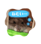 日常ハムスター（個別スタンプ：27）
