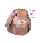うさぎ好きのためのスタンプ♡（個別スタンプ：1）
