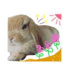 うさぎ好きのためのスタンプ♡（個別スタンプ：6）
