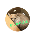 チョッパーと仲間たち（個別スタンプ：2）