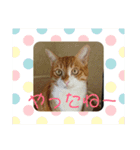 チョッパーと仲間たち（個別スタンプ：15）