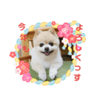 ポメラニアン MOKOさん お正月（個別スタンプ：1）