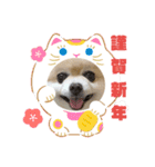 ポメラニアン MOKOさん お正月（個別スタンプ：9）