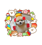 ポメラニアン MOKOさん お正月（個別スタンプ：11）