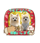 ポメラニアン MOKOさん お正月（個別スタンプ：12）