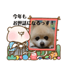 ポメラニアン MOKOさん お正月（個別スタンプ：16）