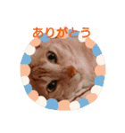 ちぃちゃん【猫】の日常 2（個別スタンプ：1）