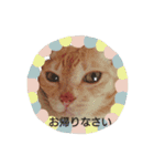 ちぃちゃん【猫】の日常 2（個別スタンプ：2）