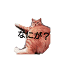 ちぃちゃん【猫】の日常 2（個別スタンプ：3）
