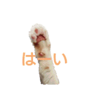 ちぃちゃん【猫】の日常 2（個別スタンプ：4）