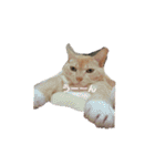ちぃちゃん【猫】の日常 2（個別スタンプ：5）