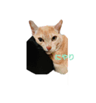 ちぃちゃん【猫】の日常 2（個別スタンプ：6）