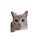 ちぃちゃん【猫】の日常 2（個別スタンプ：7）